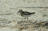 Least Sandpiper (?)