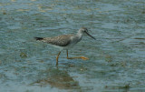 Lesser Yellowlegs