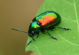 beetle_wbmas.jpg