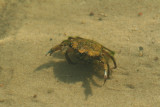 Crab