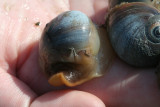 Moon Snail