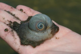 Moon Snail