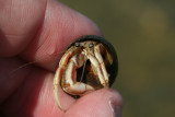 Hermit Crab