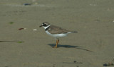 Semi-palmated Plover