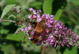Hummingbird Moth