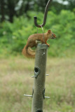 Red Squirrel