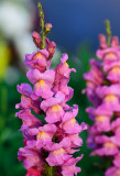 D4B_3674FlowersFigDGardenCropA1.jpg