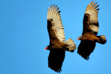 D2H_9020TurkeyVultures.jpg