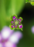 D200_0797FlowerCrop.jpg