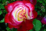 D200_3227FlowerWallaWalla1.jpg
