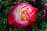 D200_3236FlowerWallaWalla1.jpg