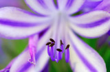 D200_4338Flower1.jpg