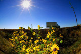 D200_5629Hwy152Sunflower1.jpg