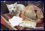 10121006 Christmas is coming!