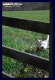 peeping through the fence
