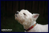08062007  SNIFFFFF!! Theres something in the air...!