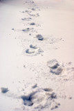 The Photographers Sole