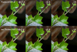 100% Crop Logs Ivy (Mis-Labeled Lens - Should Be Pentax-FA on top)
