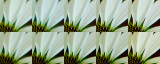 100% Crops Echinacea CA (Enhanced Saturation and Contrast)