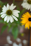 Pentax-FA 50/1.4 @ f/1.4