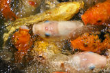 fishes from the pond.jpg