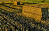 farming in autumn, sweden