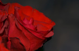 red rose