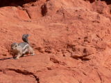 Valley of Fire