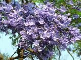 Jacaranda Flowers Livingstone.JPG