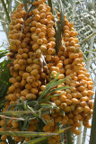 Ripe Dates Dubai.JPG