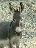 Donkey.JPG