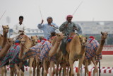 Training the Racing Camels Dubai.JPG