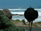 Ostrich Cape of Good Hope.JPG