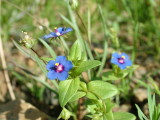 Desert Flowers 1.JPG