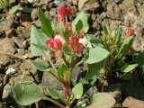 Desert Flowers 4.JPG