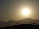 Desert Trees Khasab Oman.JPG