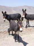 Three Donkeys Ras Musandam Oman.JPG