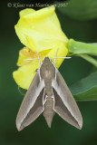Duindoornpijlstaart - Seathorn Hawk-moth - Hyles hippophaes bienerti