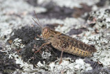 Rozevleugel (Italiaanse sprinkhaan) - Italian locust - Calliptamus Italicus