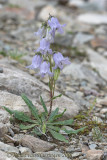Baardig klokje - Bearded Bellflower - Campanula barbata