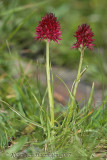 Zwarte vanilleorchis - Black Vanilla Orchid - Nigritella nigra