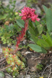 Berghuislook - Mountain Houseleek - Sempervivum montanum