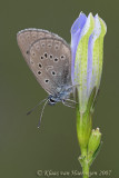 Gentiaanblauwtje - Alcon Blue - Maculinea alcon