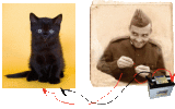 wired.gif wired cat