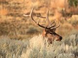 Young Bull Elk in Sagebrush