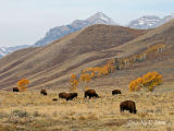 Bison Grazing