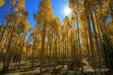 Aspen Grove in Full Sun