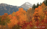 Autumn Colors along Moose-Wilson Road