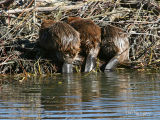  Beaver Tales