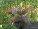 Buddy Dining on Aspen Leaves